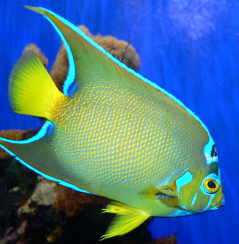 Queen Angelfish (Holacanthus ciliaris) - Wiki; DISPLAY FULL IMAGE.