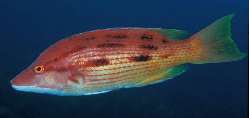 Red Pigfish (Bodianus unimaculatus) - Wiki; DISPLAY FULL IMAGE.