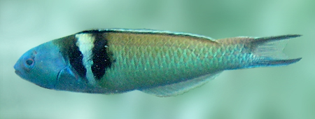 Blue-headed Wrasse (Thalassoma bifasciatum) - Wiki; Image ONLY