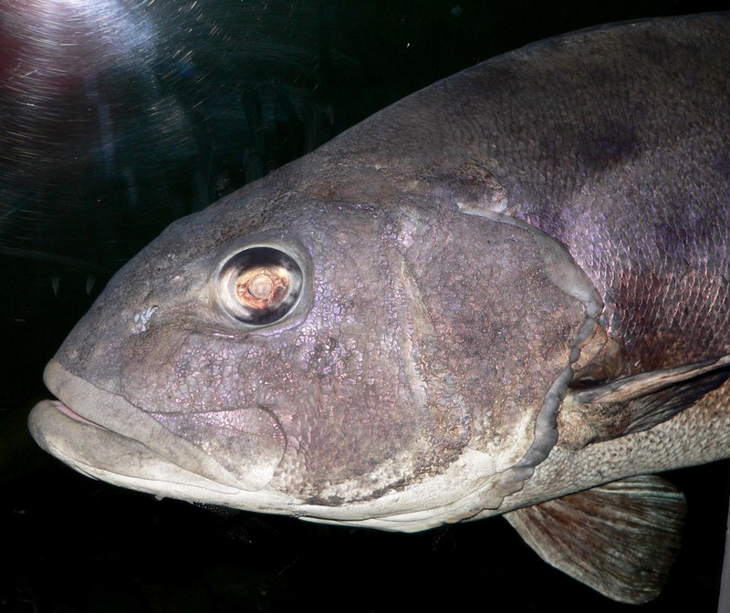 Giant Sea Bass (Stereolepis gigas) - Wiki; DISPLAY FULL IMAGE.
