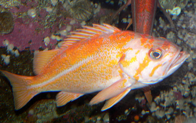 Canary Rockfish (Sebastes pinniger) - Wiki; DISPLAY FULL IMAGE.