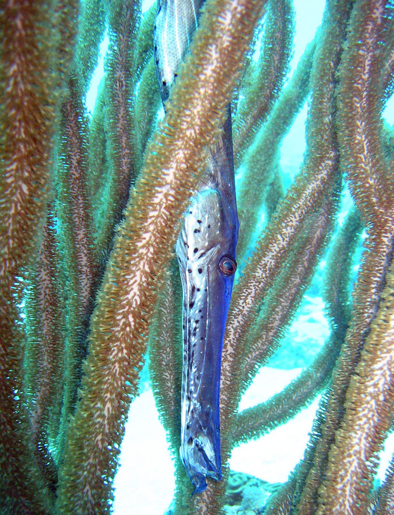 Trumpetfish (Aulostomus maculatus) - Wiki; DISPLAY FULL IMAGE.