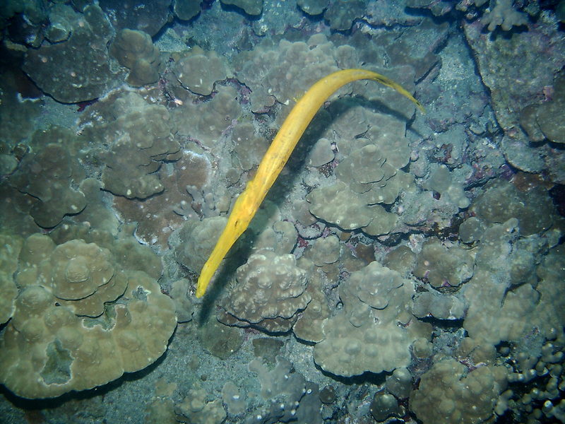Trumpetfish (Aulostomus maculatus); DISPLAY FULL IMAGE.