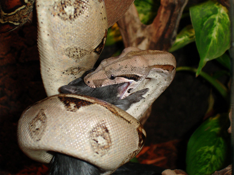 Boa Constrictor (Boa constrictor) - Wiki; DISPLAY FULL IMAGE.