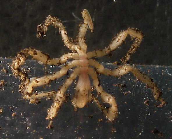 Sea Spider (Order: Pantopoda) - Wiki; Image ONLY