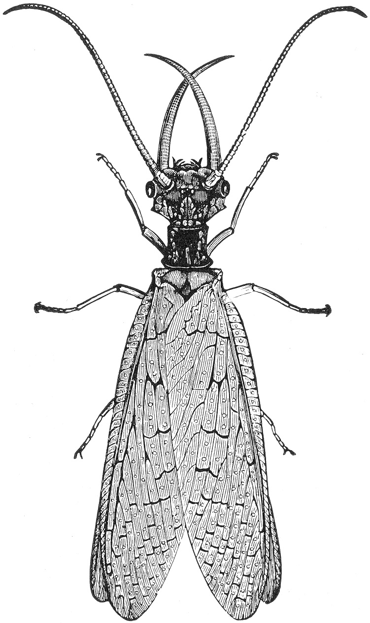 Dobsonfly (Family: Corydalidae, Genus: Corydalus) - Wiki; Image ONLY