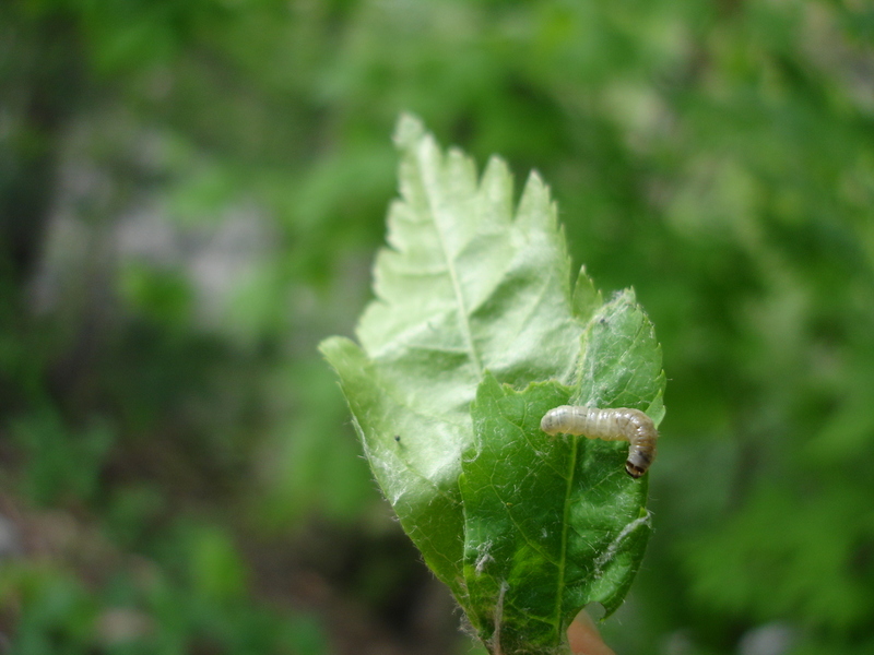 단풍나무에 있는 애벌레 -- 잎말이나방류; DISPLAY FULL IMAGE.