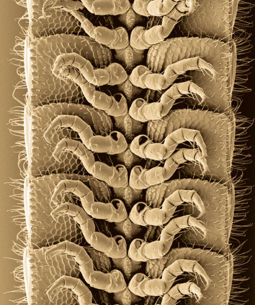 Illacme Plenipes leggy Millipede Wiki Image ONLY