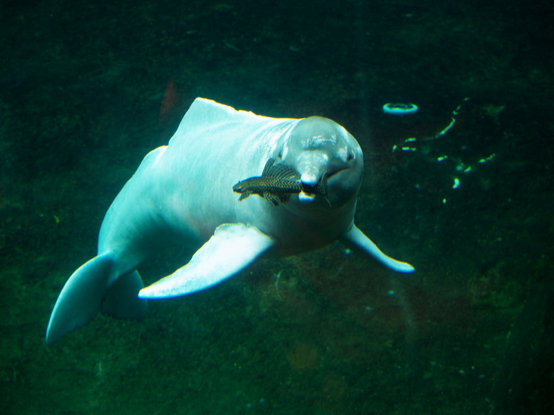 Boto (Inia geoffrensis) - Wiki {!--아마존강돌고래, 분홍돌고래-->; DISPLAY FULL IMAGE.