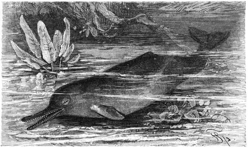 Indus River Dolphin (Platanista gangetica minor) drawing; DISPLAY FULL IMAGE.