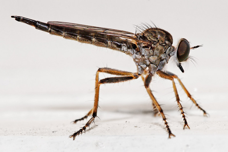 Robber Fly (Family: Asilidae) - Wiki; DISPLAY FULL IMAGE.