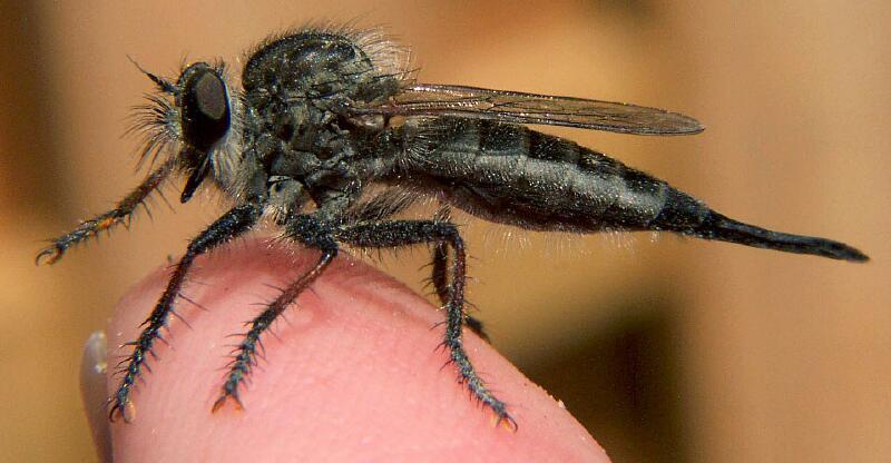 Robber Fly (Efferia aestuans) female; DISPLAY FULL IMAGE.
