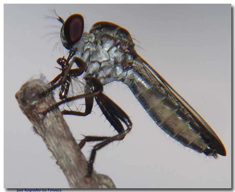 Robber Fly (Genus Ommatius) from Brazil; DISPLAY FULL IMAGE.
