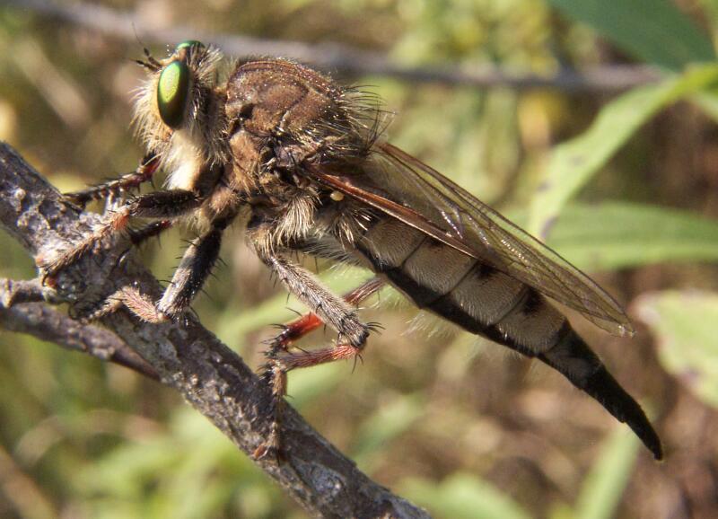 Robber Fly (Promachus vertebratus) female; DISPLAY FULL IMAGE.