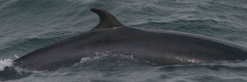 Minke Whale (Balaenoptera acutorostrata) - Wiki; DISPLAY FULL IMAGE.