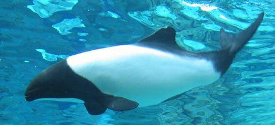 Commerson's Dolphin (Cephalorhynchus commersonii) - Wiki; Image ONLY