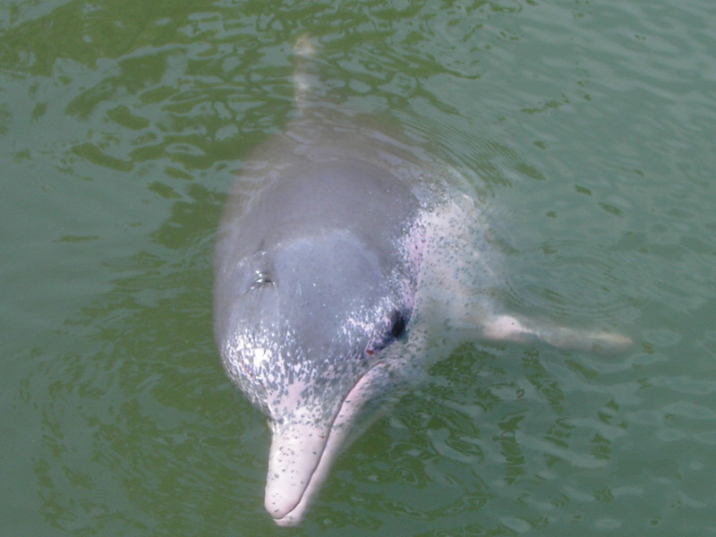 Chinese White Dolphin (Sousa chinensis) - Wiki; DISPLAY FULL IMAGE.