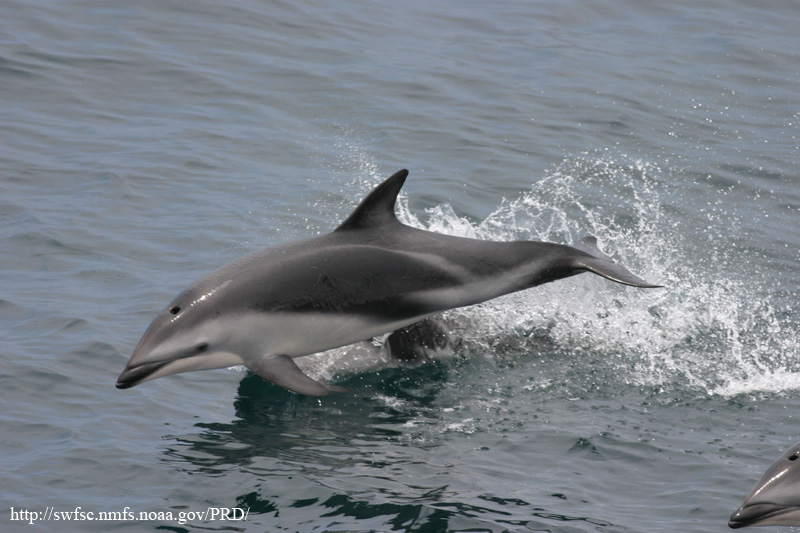 Dusky Dolphin (Lagenorhynchus obscurus); DISPLAY FULL IMAGE.