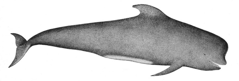 Short-finned Pilot Whale (Globicephala melaena) - Wiki; DISPLAY FULL IMAGE.