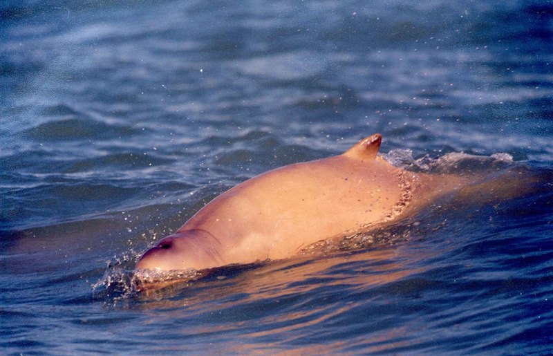Australian Snubfin Dolphin (Orcaella heinsohni) - Wiki; DISPLAY FULL IMAGE.