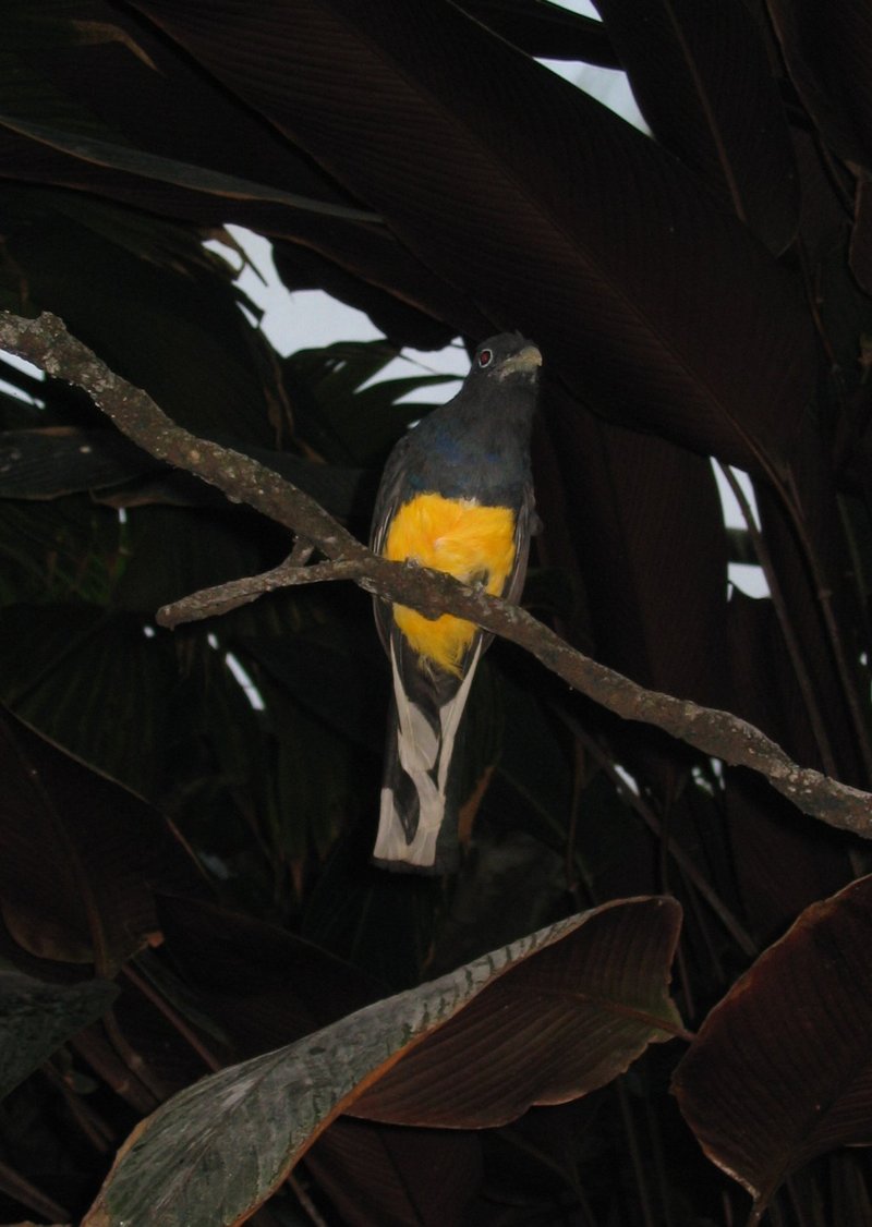 White-tailed Trogon (Trogon viridis) - Wiki; DISPLAY FULL IMAGE.
