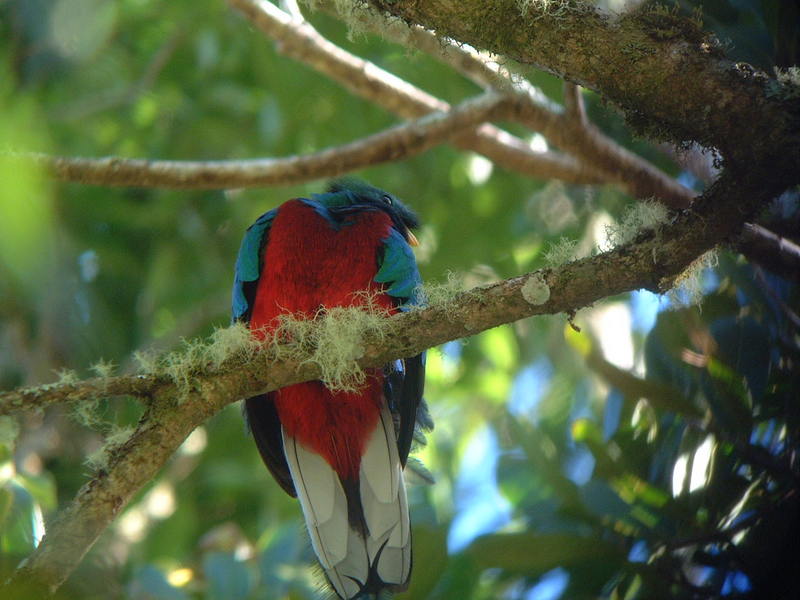 Resplendent Quetzal (Pharomachrus mocinno) male; DISPLAY FULL IMAGE.