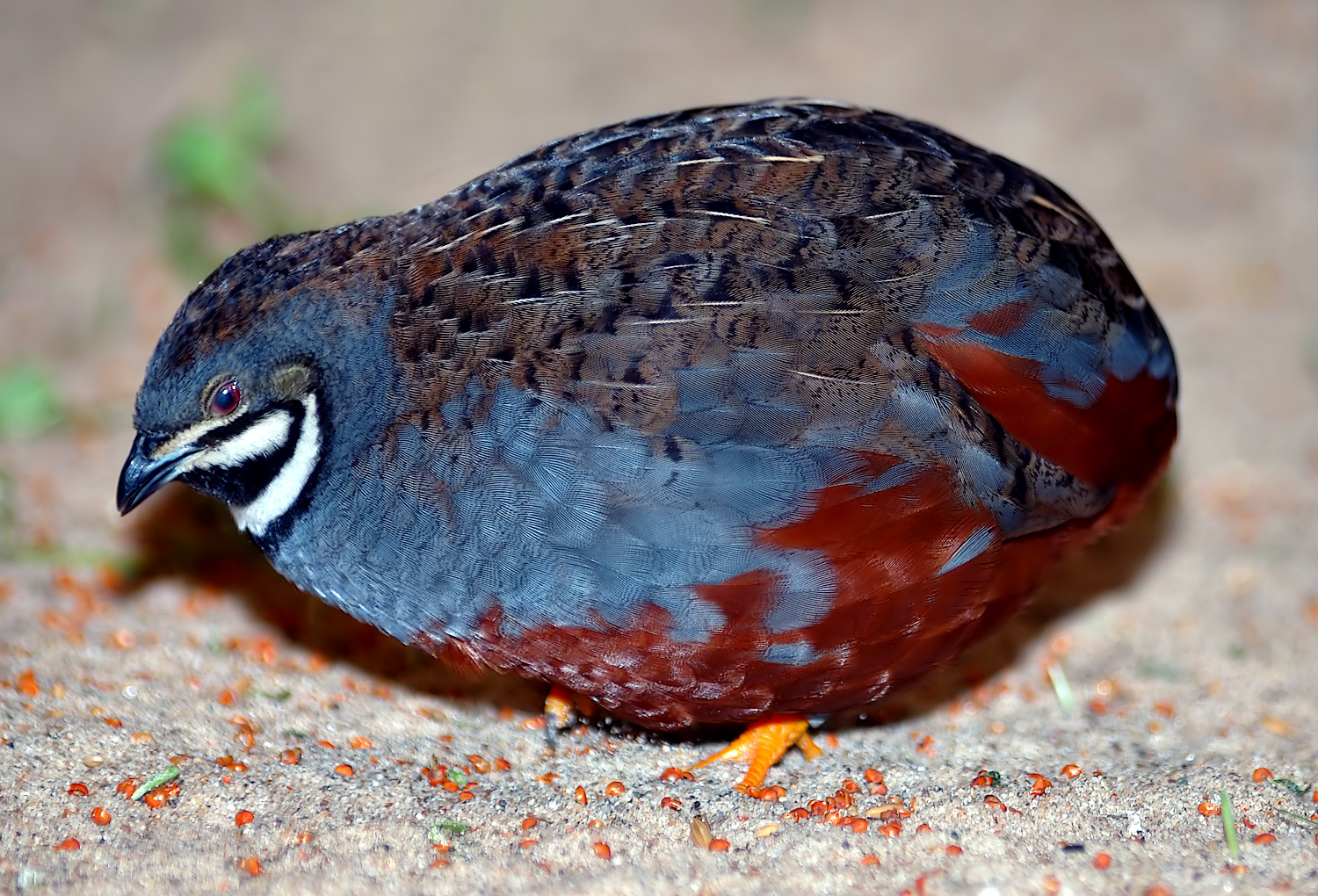 asian-blue-quail-coturnix-chinensis-wiki-image-only