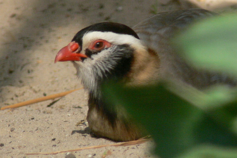 Arabian Partridge (Alectoris melanocephala) - Wiki; DISPLAY FULL IMAGE.