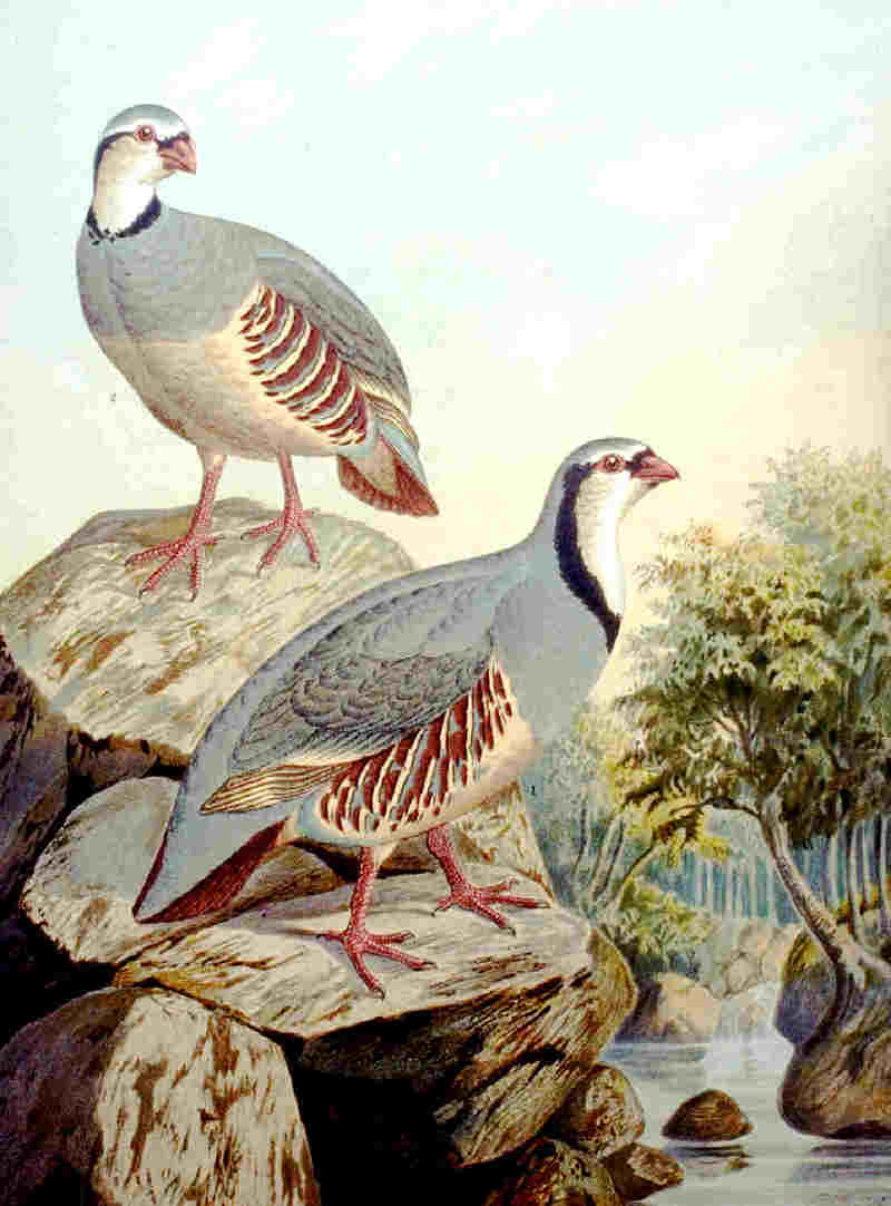 Rock Partridge (Alectoris graeca) - Wiki; DISPLAY FULL IMAGE.