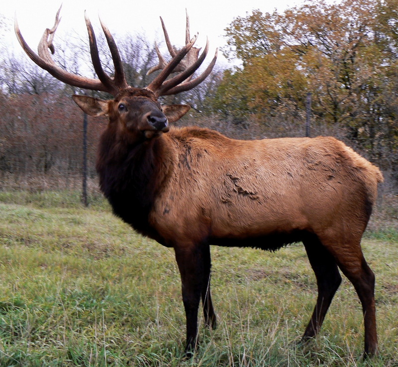 Elk (Cervus canadensis) - Wiki; DISPLAY FULL IMAGE.