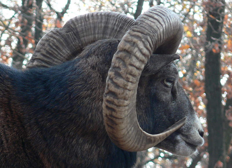 Mouflon (Ovis musimon, Ovis ammon, Ovis gmelini, or Ovis orientalis) - Wiki; DISPLAY FULL IMAGE.