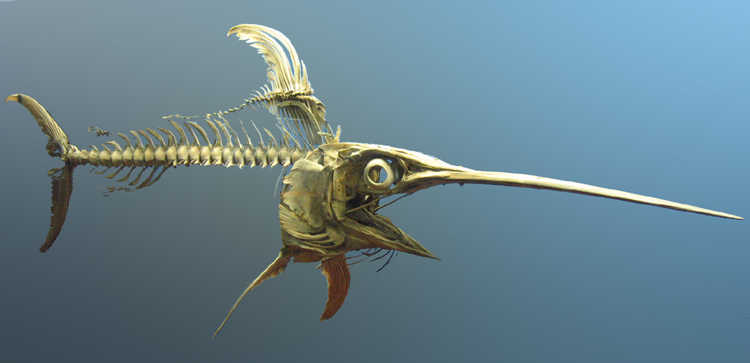 Swordfish (Xiphias gladius) skeleton; Image ONLY