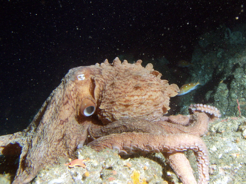 North Pacific Giant Octopus (Enteroctopus dofleini) - Wiki; DISPLAY FULL IMAGE.