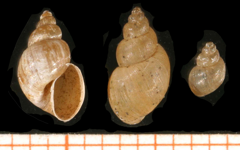 Galba truncatula (Freshwater Snail) - Wiki; DISPLAY FULL IMAGE.