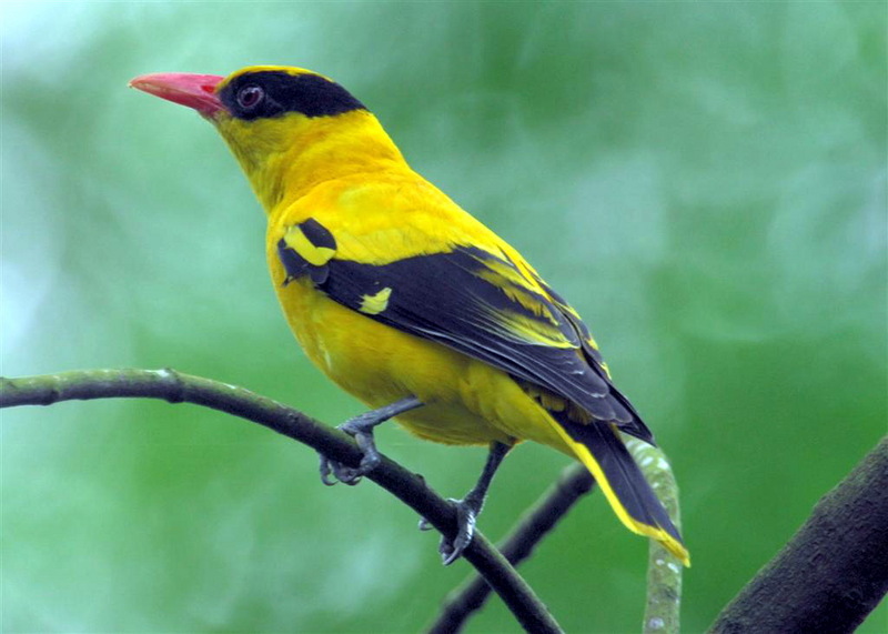 Black-naped Oriole (Oriolus chinensis) - Wiki; DISPLAY FULL IMAGE.
