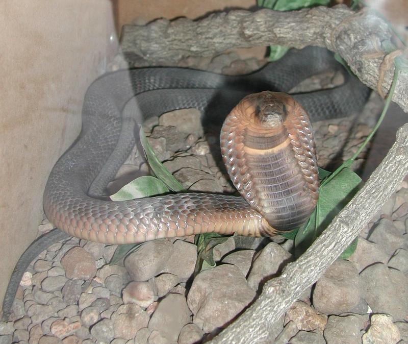 Egyptian cobra - Wikipedia