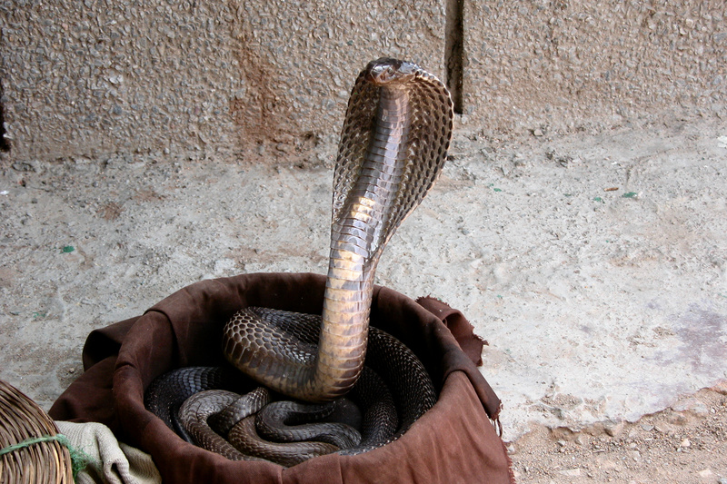 Cobra (Family: Elapidae, Genus: Naja) - Wiki; DISPLAY FULL IMAGE.