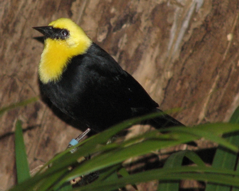 Yellow-hooded Blackbird (Chrysomus icterocephalus) - Wiki; DISPLAY FULL IMAGE.