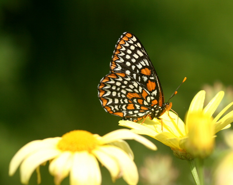 Baltimore Checkerspot Butterfly (Euphydryas phaeton) - Wiki; DISPLAY FULL IMAGE.