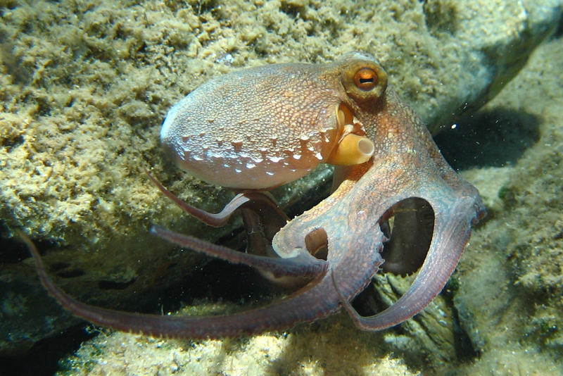 Common Octopus (Octopus vulgaris) - Wiki {!--왜문어-->; DISPLAY FULL IMAGE.