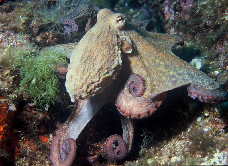 Common Octopus (Octopus vulgaris) from the Mediterranean Sea; DISPLAY FULL IMAGE.