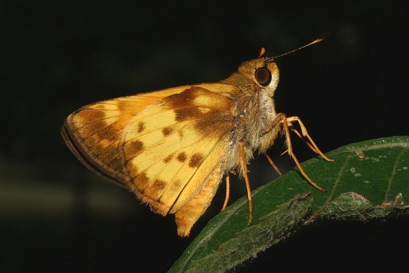 Zabulon Skipper (Poanes zabulon) - Wiki; DISPLAY FULL IMAGE.