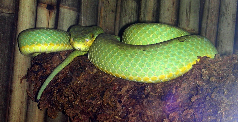 Atheris nitschei - Wikispecies