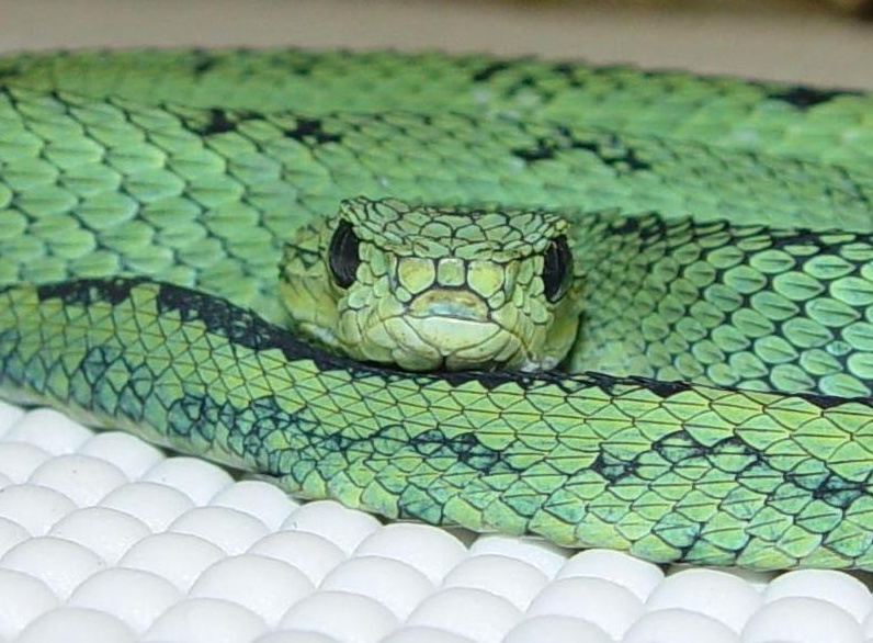 Great Lakes Bush Viper (Atheris nitschei); DISPLAY FULL IMAGE.