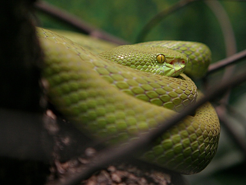 White-lipped Tree Viper (Trimeresurus albolabris); DISPLAY FULL IMAGE.