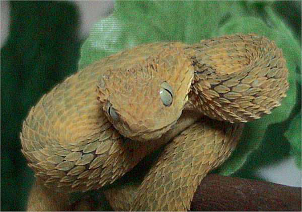 Bush viper (Atheris squamigera), animal portrait, captive, Congo