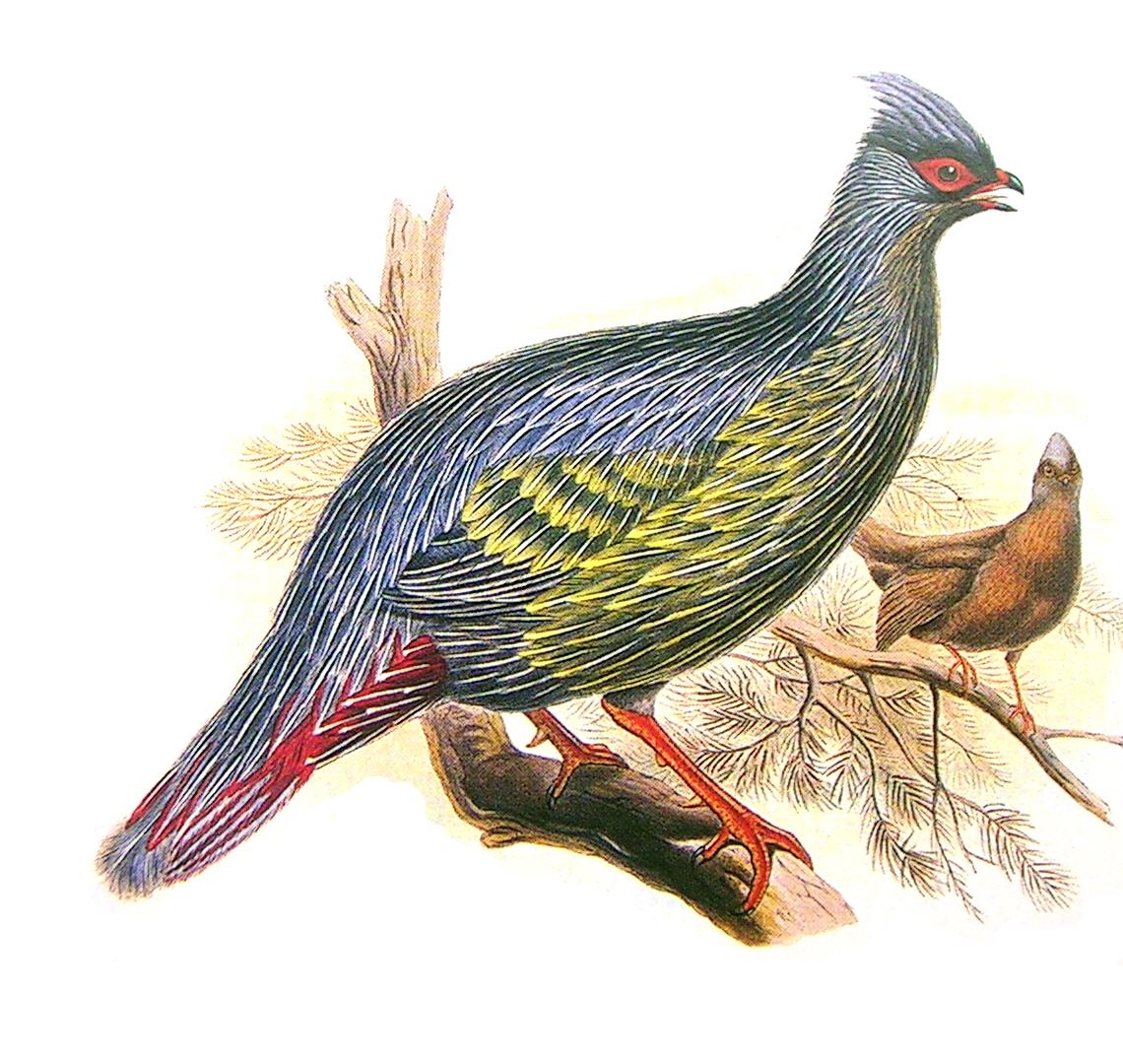 Blood Pheasant (Ithaginis cruentus) - Wiki