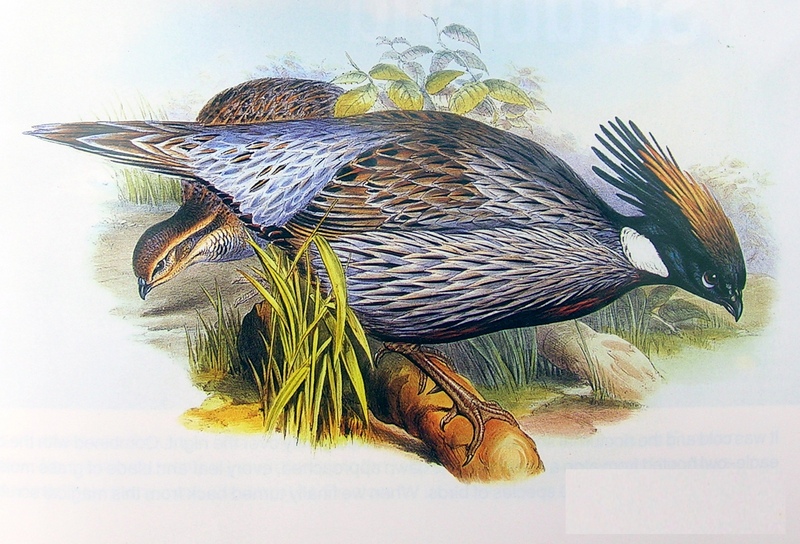 Koklass Pheasant (Pucrasia macrolopha) illustration; DISPLAY FULL IMAGE.