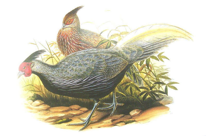 Kalij Pheasant (Lophura leucomelanos) illustration; DISPLAY FULL IMAGE.