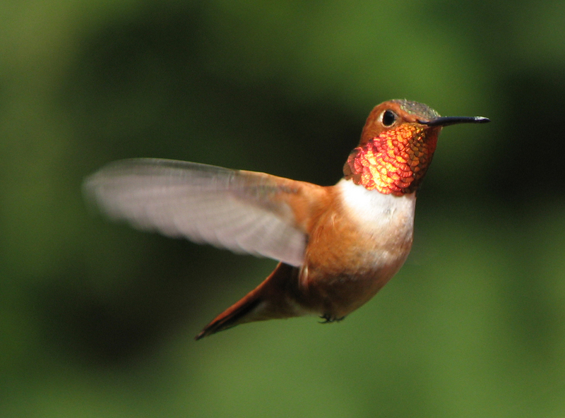 Rufous Hummingbird (Selasphorus rufus) - Wiki; DISPLAY FULL IMAGE.